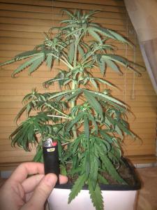 post-4932-0-48509800-1362613230_thumb.jp