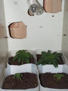 post-5836-0-97990500-1364161841_thumb.jp