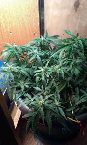 post-15755-0-25540900-1394724059_thumb.j