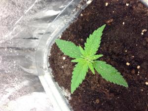 post-18675-0-58872300-1393700619_thumb.j