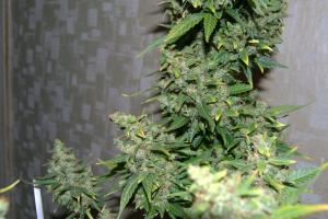 post-19016-0-75444900-1394837726_thumb.j