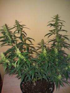 post-20051-0-12376400-1394231222_thumb.j