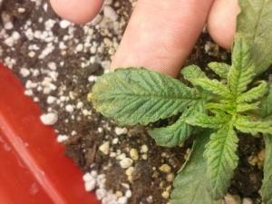 post-20695-0-13780400-1395761476_thumb.j