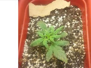 post-20695-0-62650500-1395930122_thumb.j