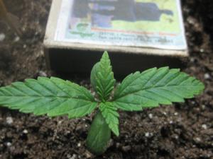 post-26214-0-33611200-1396097050_thumb.j