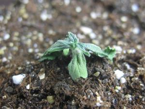 post-26214-0-37356600-1396096178_thumb.j