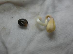 post-26214-0-48257400-1396096649_thumb.j