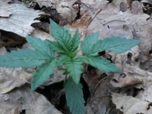 post-26214-0-83104100-1396098949_thumb.j