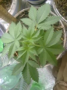 post-5840-0-76091800-1394643321_thumb.jp