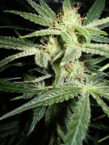 post-6717-0-16234400-1396020186_thumb.jp