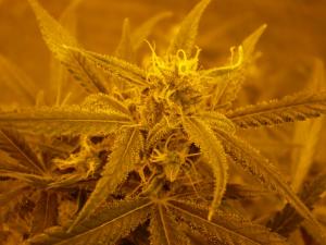 post-6717-0-20798000-1396020598_thumb.jp