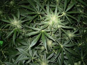 post-6717-0-33923000-1396019698_thumb.jp