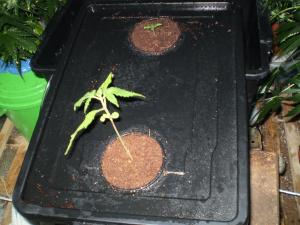 post-6717-0-59933300-1395559227_thumb.jp