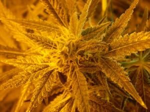 post-6717-0-63922100-1396020505_thumb.jp