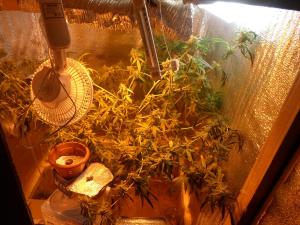 post-7259-0-79596700-1393848252_thumb.jp