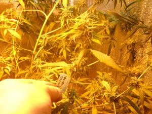 post-7259-0-88844600-1393848240_thumb.jp