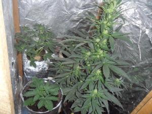 post-16106-0-33904300-1425809370_thumb.j