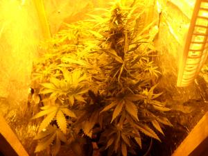 post-16106-0-83514600-1426560695_thumb.j