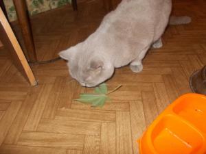 post-16703-0-90421100-1426914472_thumb.j