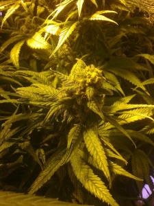 post-22225-0-53151900-1425976658_thumb.j