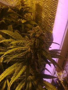 post-22225-0-79910400-1425976519_thumb.j