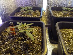 post-30943-0-04124800-1426766265_thumb.j