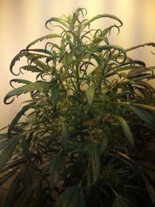 post-37365-0-97345300-1427715341_thumb.j