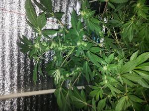 post-39420-0-24803100-1427648289_thumb.j