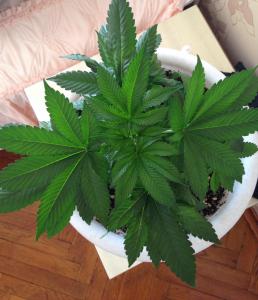 post-39836-0-61264500-1426326980_thumb.j