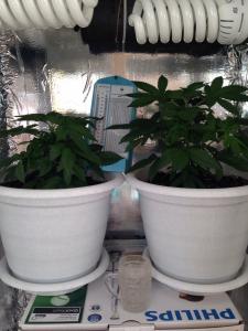 post-39836-0-96455100-1426326801_thumb.j