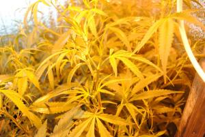 post-40192-0-54095700-1427231254_thumb.j