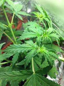 post-40358-0-23218400-1425391253_thumb.j