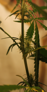 post-40800-0-39173300-1427734837_thumb.p