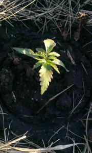 post-40887-0-48152800-1427126870_thumb.j