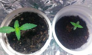 post-40887-0-50725400-1426949616_thumb.j