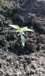 post-40887-0-84136900-1426950595_thumb.j