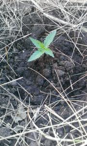 post-40887-0-99970300-1427126862_thumb.j