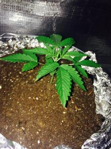 post-41205-0-88194000-1427188540_thumb.j