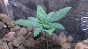 post-41253-0-33020100-1427402066_thumb.j