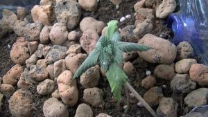 post-41253-0-34631300-1427438668_thumb.j