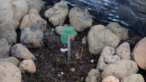 post-41253-0-50144700-1427270754_thumb.j