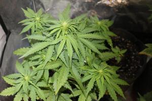 post-8724-0-15266300-1427656640_thumb.jp