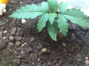 post-27515-0-03582000-1457772888_thumb.j