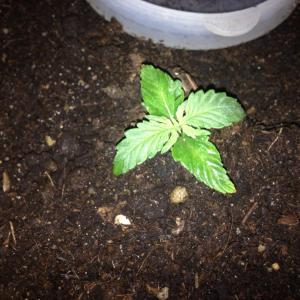 post-27515-0-52423900-1457667389_thumb.j