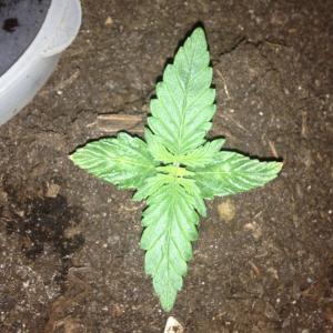 post-27515-0-59859500-1457667501_thumb.j