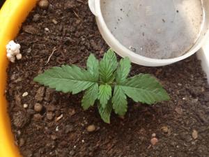 post-27515-0-84634300-1457772853_thumb.j