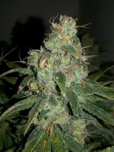 post-33182-0-83001800-1457540467_thumb.j