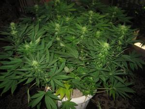 post-34926-0-69500200-1458120828_thumb.j