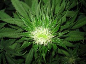 post-34926-0-98375800-1458862658_thumb.j