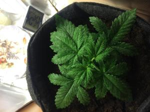 post-36102-0-15990700-1457506336_thumb.j